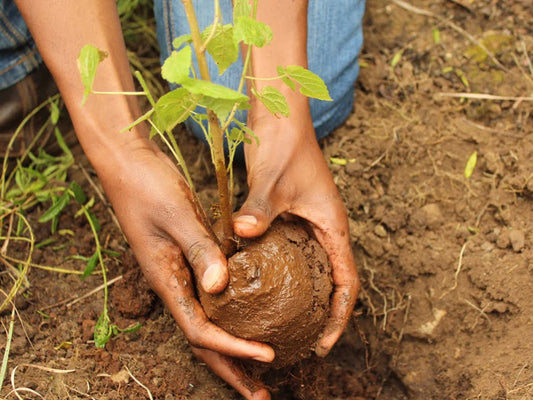 Baumpflanzen-Lieferung